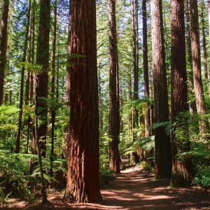 Redwoods-trees