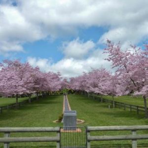 centennial-park-spring