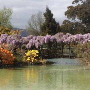 kuirau-park-wisteria